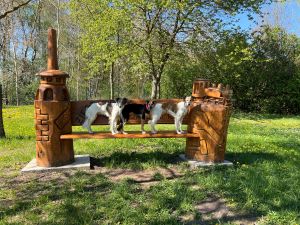 Langhaar Whippets Wiesenflitzer